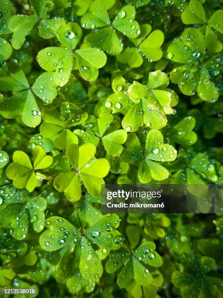 close up of a bunch of green clover. clover background - morning dew flower garden stock-fotos und bilder