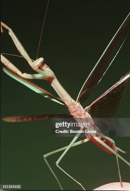 Mantis Wing Insect Praying Mantis Wings Photos and Premium High Res Pictures - Getty Images