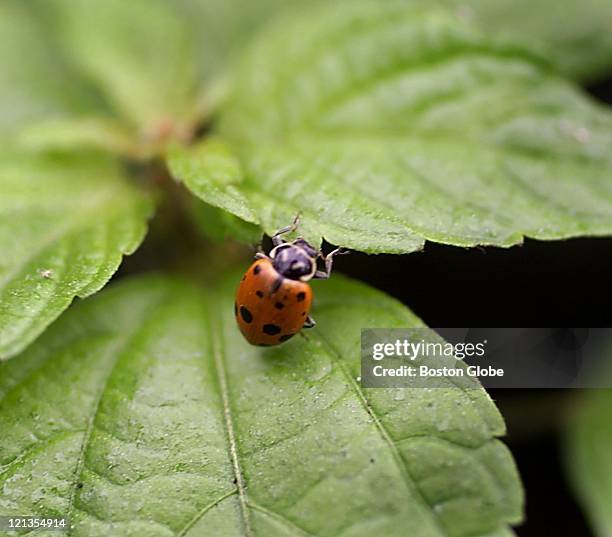 Ladybug Infestation Photos and Premium High Res Pictures - Getty Images
