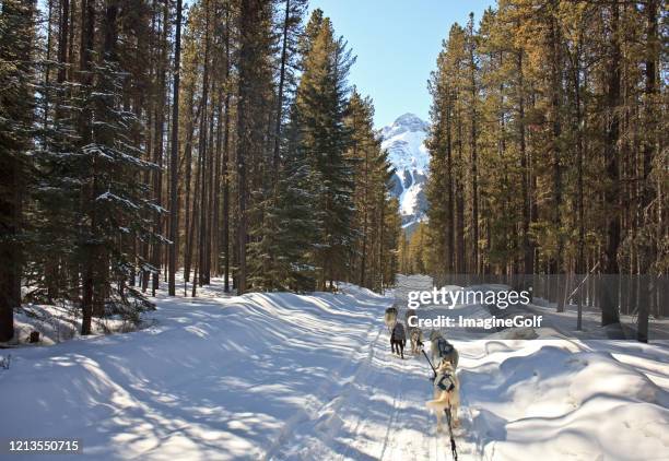 team of dogs for dogsledding - dog sledding stock pictures, royalty-free photos & images