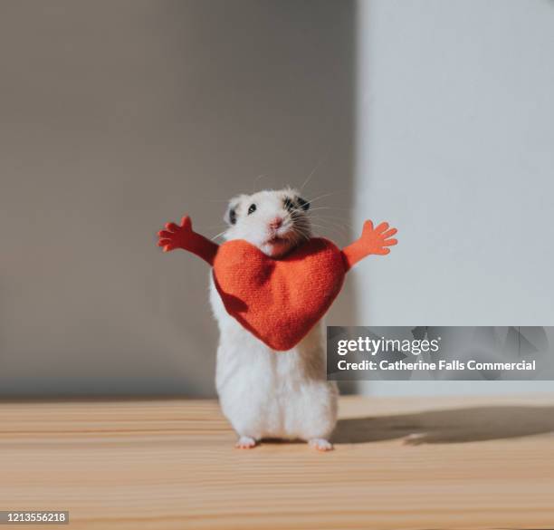 hamster hug - emotional support animal stock-fotos und bilder