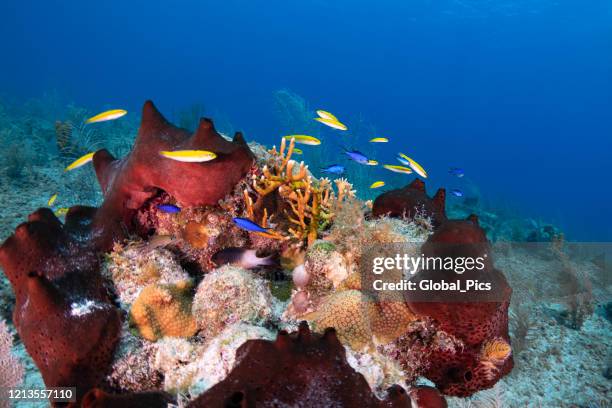karibisches korallenriff - tropischer fisch stock-fotos und bilder