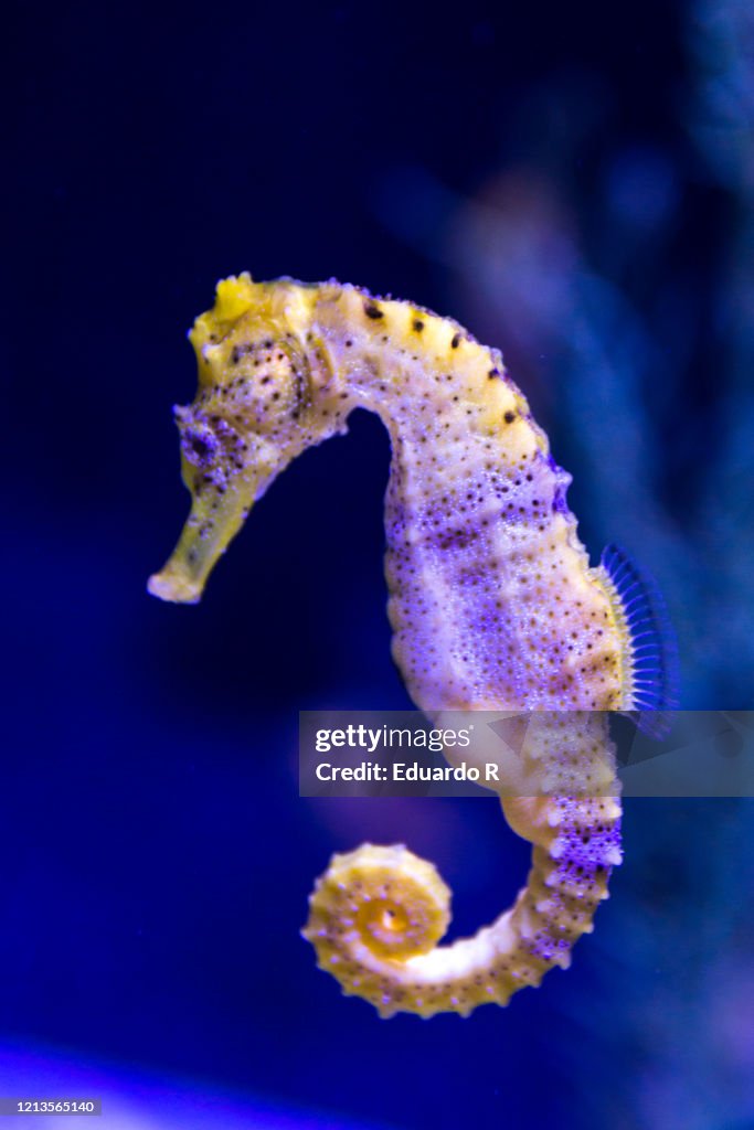 Fluorescent and colorful seahorse swimming in a reef