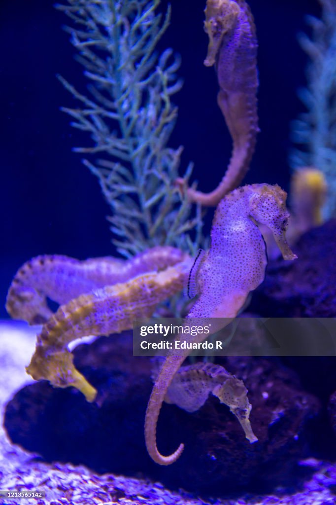 Fluorescent and colorful seahorse swimming in a reef