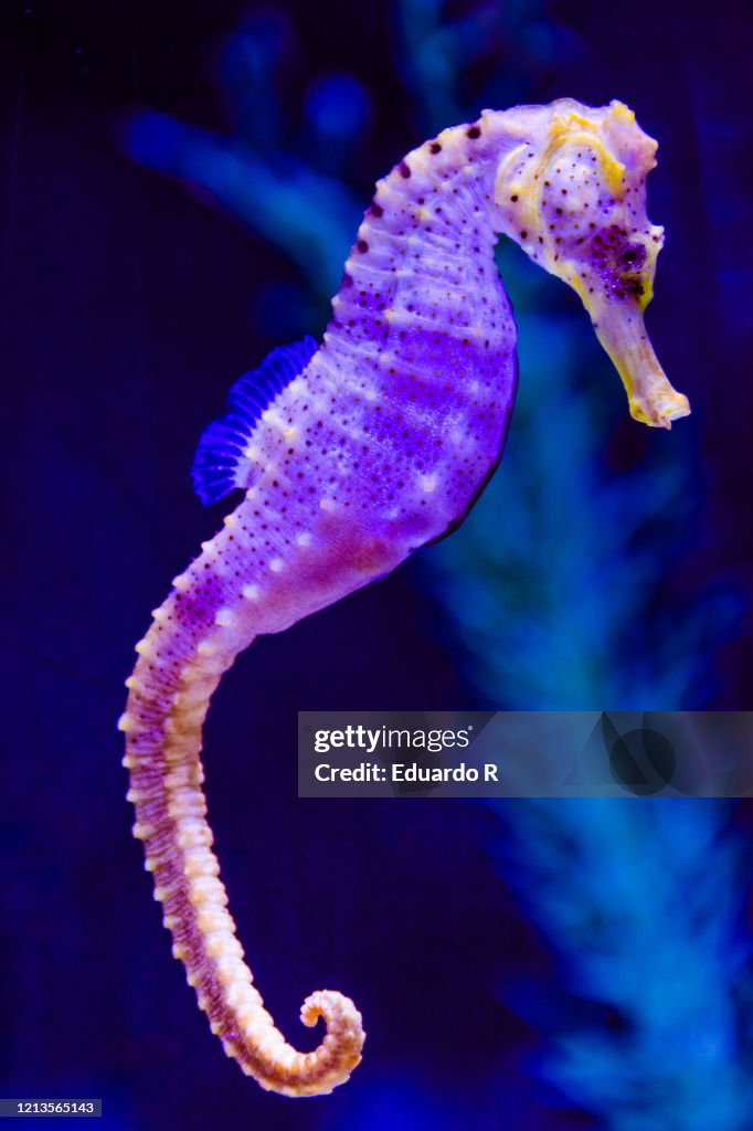 Fluorescent and colorful seahorse swimming in a reef