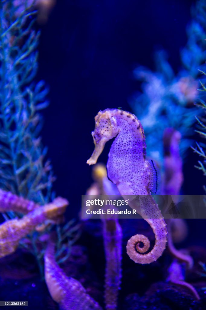 Fluorescent and colorful seahorse swimming in a reef