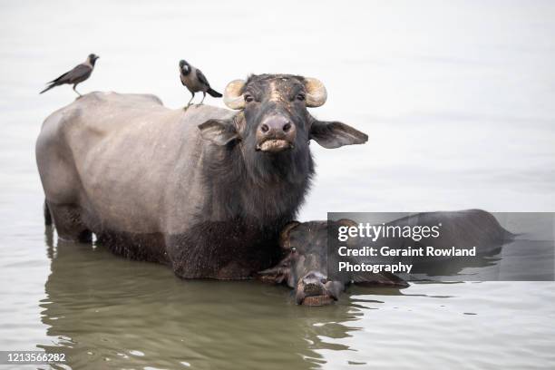 animal family in the ganges - water buffalo stock pictures, royalty-free photos & images