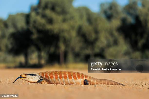 centralian blue tongue lizard (tiliqua) - parque nacional uluru kata tjuta fotografías e imágenes de stock