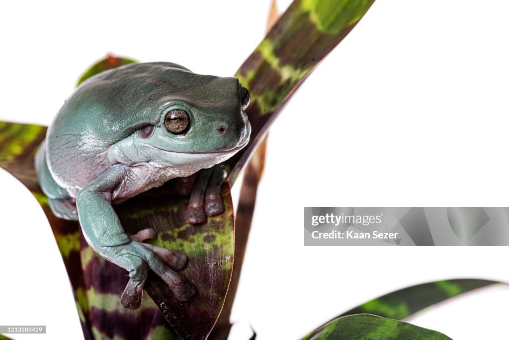 Australian Green Tree Frog or Dumpy Tree Frog, Litoria caerulea