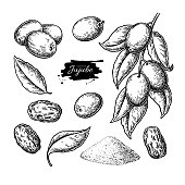 Jujube vector drawing. Chinese Date isolated illustration. Hand drawn botanical branch, dried berries, leaves
