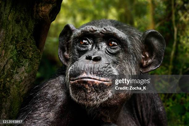 ritratto di scimpanzé - scimmia foto e immagini stock