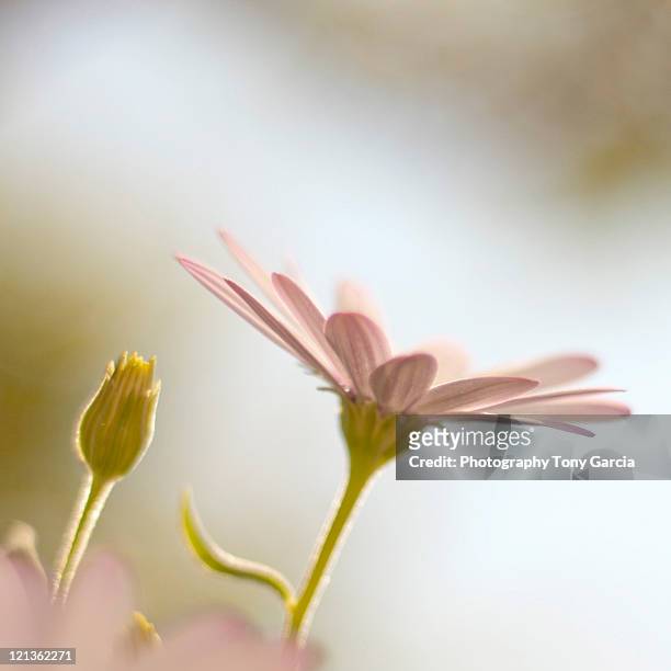 bloemen - bloemen closeup bildbanksfoton och bilder