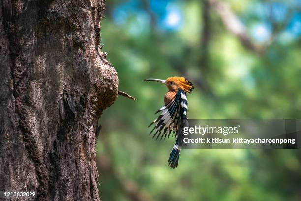 the eurasian hoopoe or common hoopoe (upupa epops) bird chicks prepares to fly out of the hole-nest - abubilla fotografías e imágenes de stock