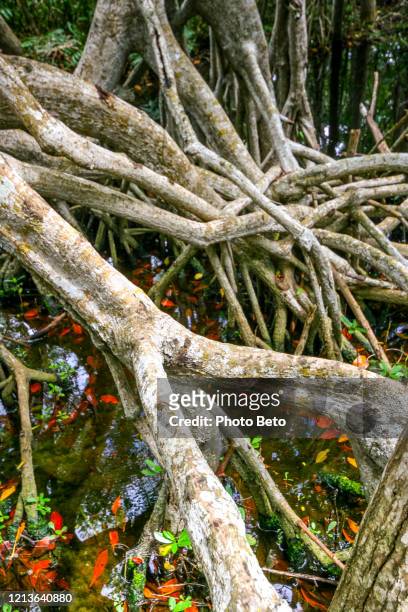 the beautiful mangrove forest of the celestun biosphere reserve along the coast of yucatan in southern mexico - lagoon forest stock pictures, royalty-free photos & images