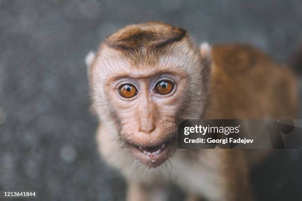 portrait of monkey. close-up monkey have a rest. fooling around. eating bananas. thailand. - ape eating banana stockfoto's en -beelden