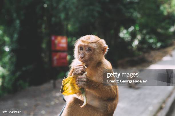 portrait of monkey. close-up monkey have a rest. fooling around. eating bananas. thailand. - ape eating banana stock pictures, royalty-free photos & images
