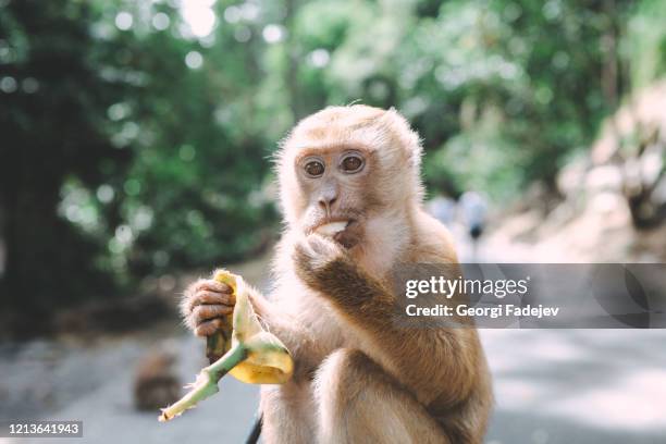 portrait of monkey. close-up monkey have a rest. fooling around. eating bananas. thailand. - simio fotografías e imágenes de stock