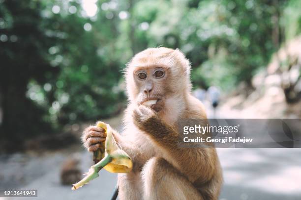 portrait of monkey. close-up monkey have a rest. fooling around. eating bananas. thailand. - macaque foto e immagini stock