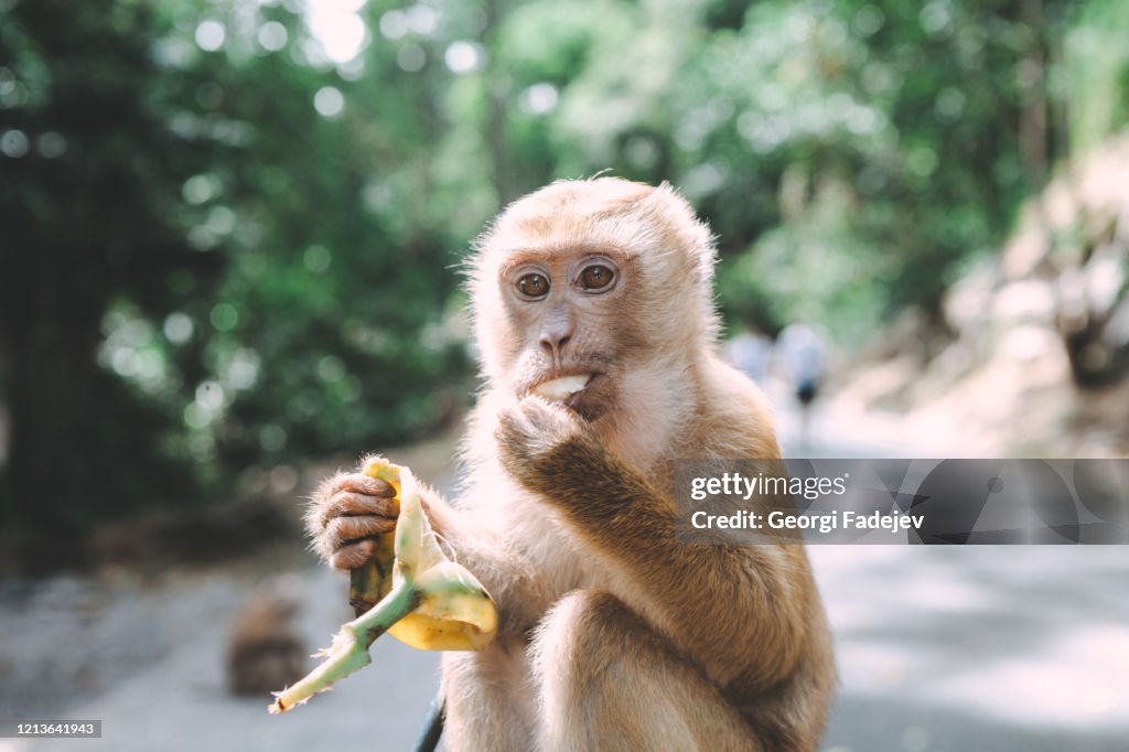 Portrait of monkey. Close-up monkey have a rest. Fooling around. Eating bananas. Thailand.