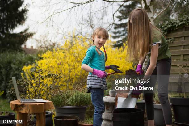 two children planting in a back yard in spring with laptop nearby for information - forsythia stock-fotos und bilder