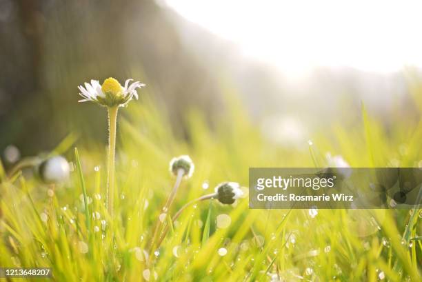 common daisies in early morning light - ヒナギク ストックフォトと画像