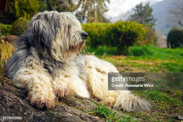 bergamasco sheepdog relaxing in garden - bergamasco sheepdog stock pictures, royalty-free photos & images