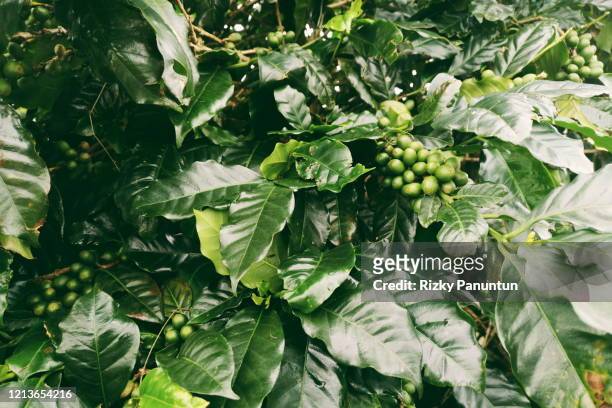 coffee tree in coffee plantation in agriculture farm on temanggung, central java province of indonesia - ジャワ ストックフォトと画像