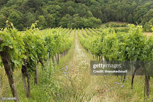 austrian vineyard - gumpoldskirchen stock pictures, royalty-free photos & images