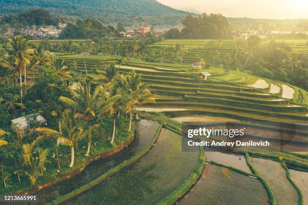 sunrise over jatiluwih rice terraces, bali - jatiluwih rice terraces stock pictures, royalty-free photos & images