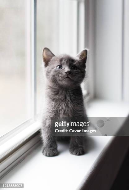 close up of adorable gray kitten sitting on a window ledge looking up. - grey kitten stock pictures, royalty-free photos & images