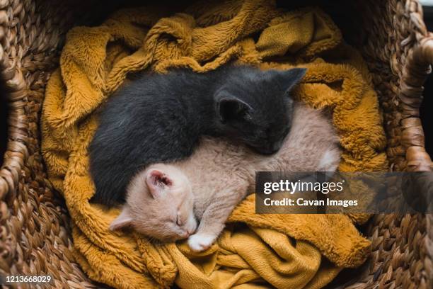 two kittens curled up asleep together on a blanket in a wicker basket. - grey kitten stock pictures, royalty-free photos & images