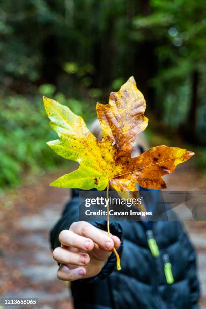 detail of hand holding large colorful fall leaf by teenager - young leafs stock pictures, royalty-free photos & images