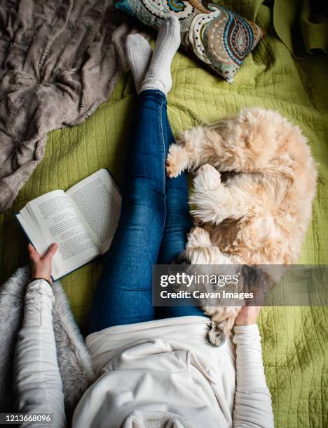 overhead view of woman's torso on a bed with a book and her dog. - soft coated wheaten terrier foto e immagini stock