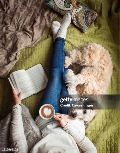 overhead view of woman's torso on a bed with a book, coffee and a dog. - love books stock pictures, royalty-free photos & images