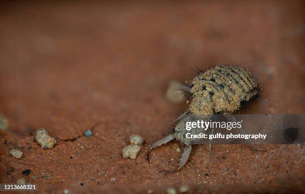 macro photos of antlion - formiga leão imagens e fotografias de stock