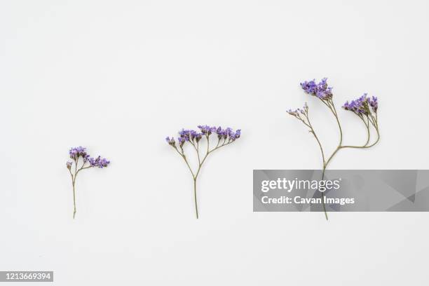 pattern made of  three rustic flowers on table - kyiv spring stock pictures, royalty-free photos & images