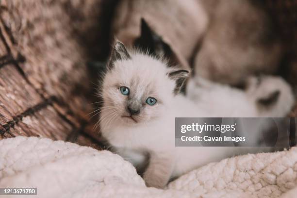 white siamese kitten with blue eyes - siamese cat stock-fotos und bilder