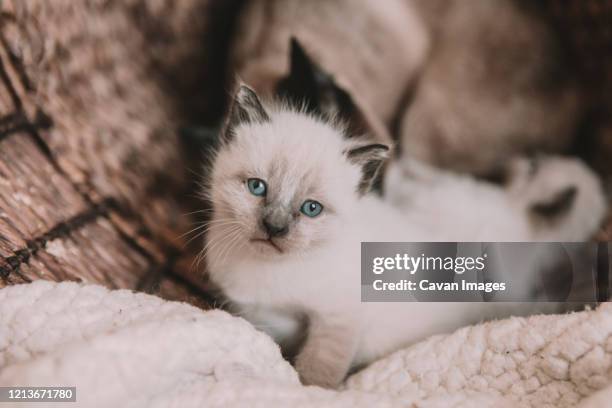 white siamese kitten with blue eyes - siamese cat stock pictures, royalty-free photos & images