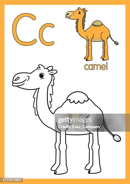 vector illustration of a camel with alphabet c for children learning practice abc on a4 paper size ready to print. - remote teaching stock illustrations