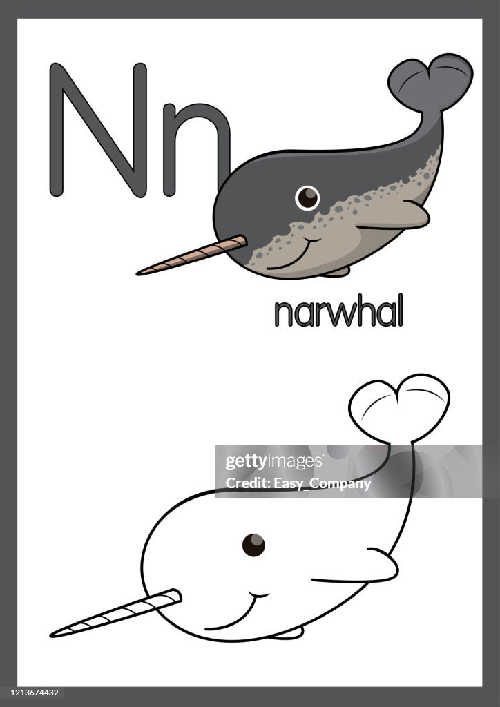 Vector illustration of Narwhal with alphabet N for children learning practice ABC on A4 Paper size ready to print.