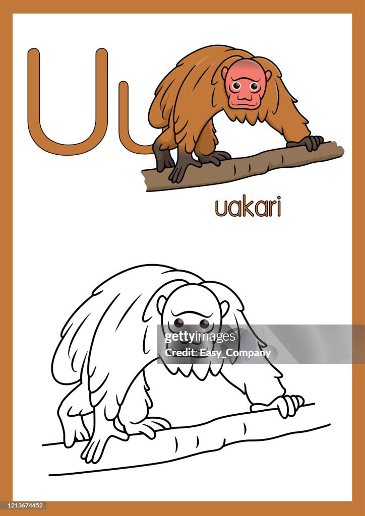 Vector illustration of Uakari with alphabet U for children learning practice ABC on A4 Paper size ready to print.