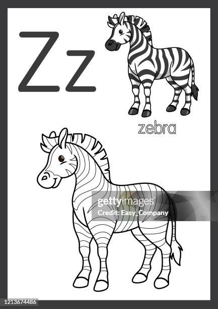 illustrazioni stock, clip art, cartoni animati e icone di tendenza di illustrazione vettoriale di zebra con l'alfabeto z per bambini pratica di apprendimento abc su formato carta a4 pronto per la stampa. - colorare