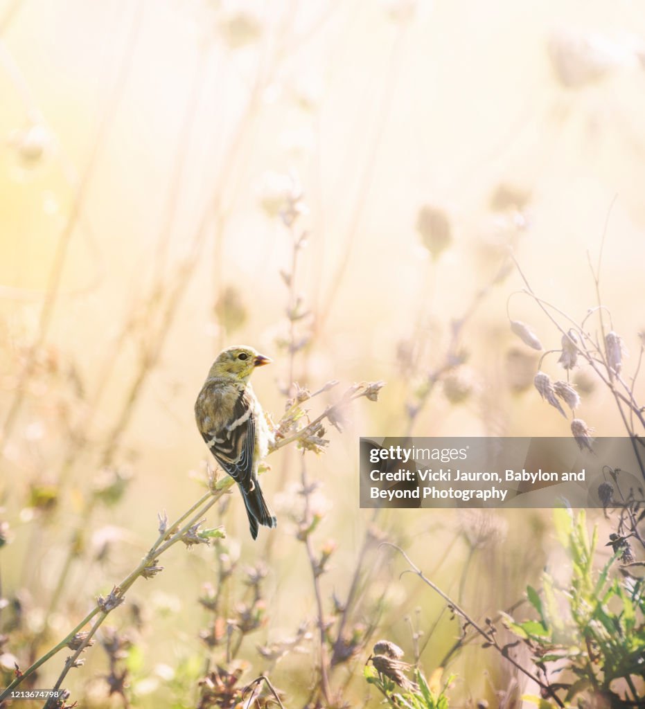 American Goldfinch in Beautiful Gold Light in Pennsylvania