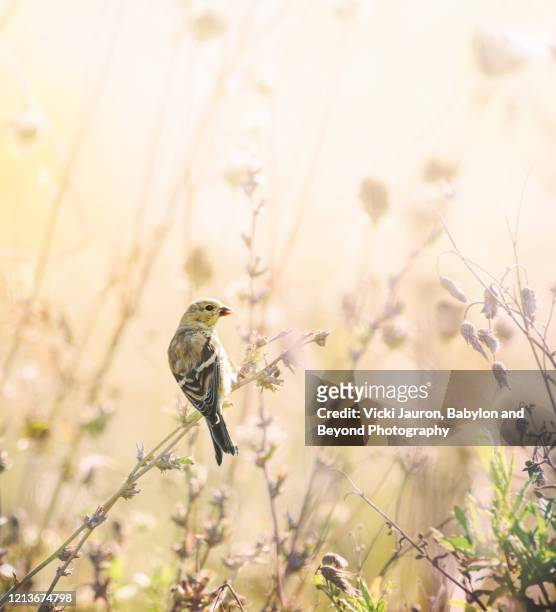 american goldfinch in beautiful gold light in pennsylvania - force field stock pictures, royalty-free photos & images