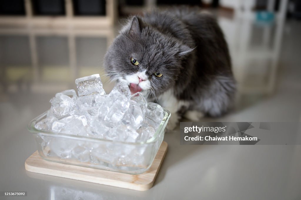 Gray persian cat is licking ice to cool off.