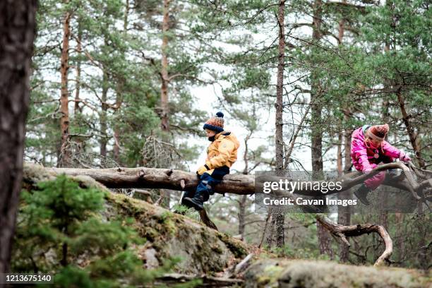 brother and sister climbing trees together outside in winter - kids climbing stock pictures, royalty-free photos & images