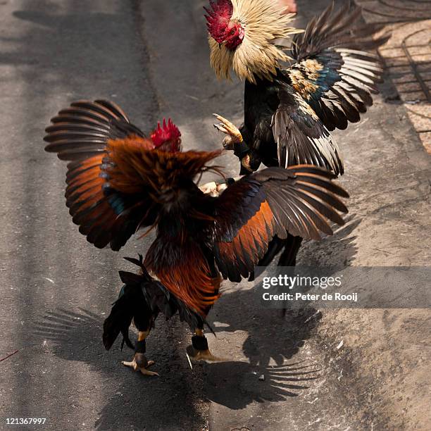 Cocks Fighting In Street High Res Stock Photo Getty Images cocks-fighting-in-street-high-res-stock-photo-getty-images