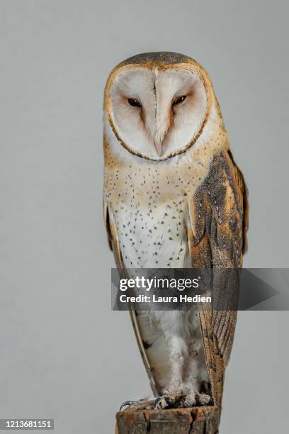 a barn owl posing - barn owl stock pictures, royalty-free photos & images