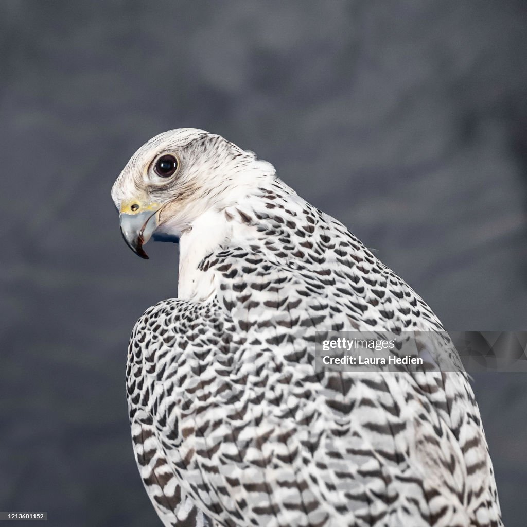 Gyrfalcon posing