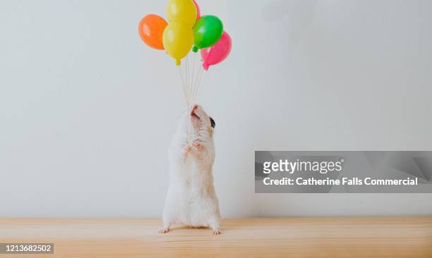 hamster with balloons - pet fur stock pictures, royalty-free photos & images